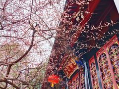 -青羊宫