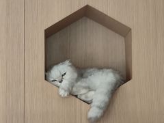 -CAT’S MEWSTAR CAFE·喵星球猫屋(晴湾咖啡店)