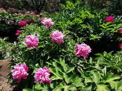 -莲花池公园