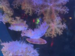 -太平洋海底世界