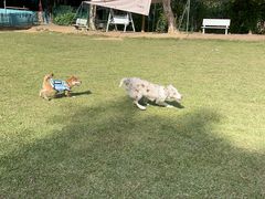 -良成狗狗乐园