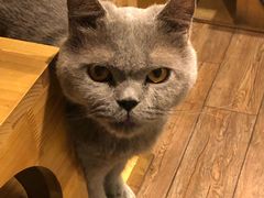 -more than meow吴止猫主题餐厅(承德 中船汇店)