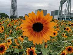 -海心沙亚运公园