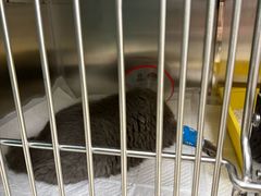 -美联众合动物医院·24h转诊中心