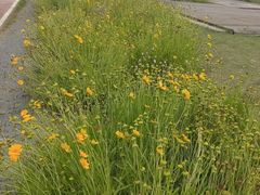 -西京湾花海