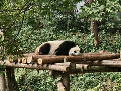 -红山森林动物园