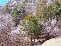 -北京凤凰岭