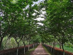 -合肥滨湖国家森林公园