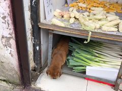 -葑门横街