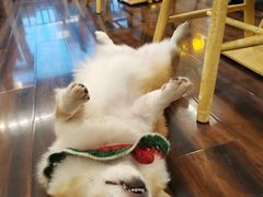 -豆柴町-柴犬主题狗咖(红鼎国际C座店)