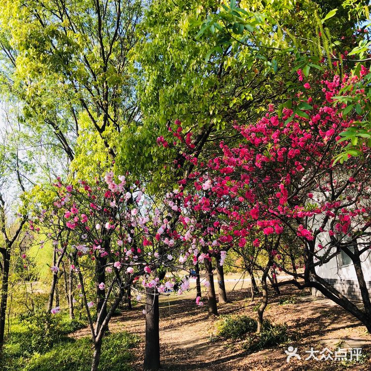 顺带去了樱花园。去的时候樱花还没完全绽放