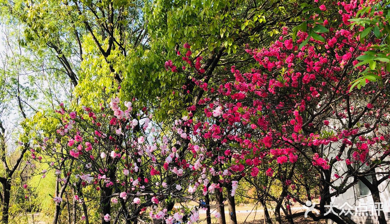 顺带去了樱花园。去的时候樱花还没完全绽放