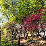 顺带去了樱花园。去的时候樱花还没完全绽放