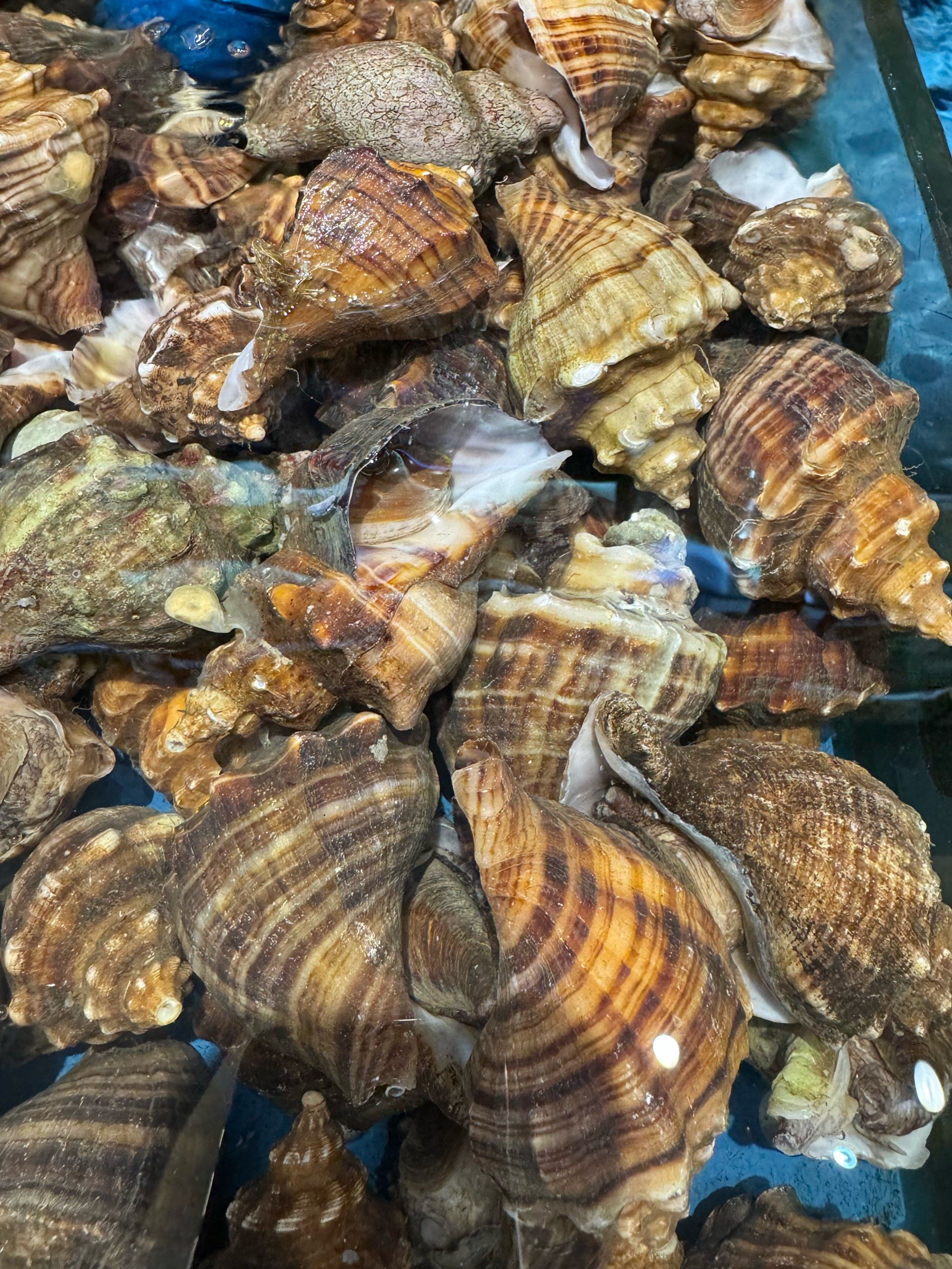 大海螺