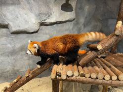 -Zoolung Zoolung动物主题公园(海信广场店)