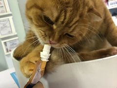 -喵的天空名猫咖啡馆·撸猫·猫舍·用品