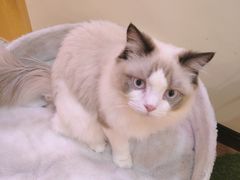 -滚猫咖啡·猫咖·猫友好撸猫(未来城店)