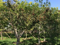 -武清南湖绿博园