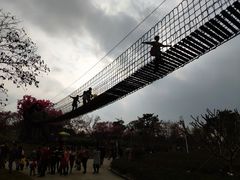 -天适樱花悠乐园