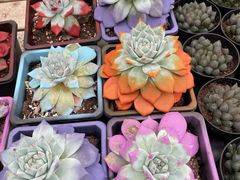 -三圣花乡旅游区