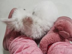 -翊宠yipet猫狗购宠庄园犬舍•猫舍