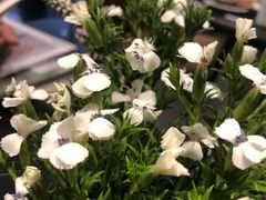 -鹿港小镇(金虹桥国际中心店)