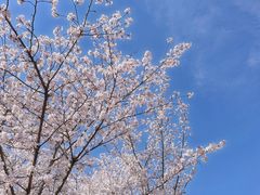 -顾村公园