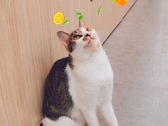 -凯特喵百思猫专科医院