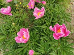 -长春公园(普阳街道)