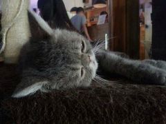 -喵园·猫主题咖啡厅·撸猫·猫咖(国贸店)