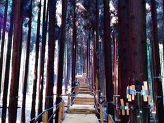 -武陵山森林公园