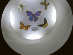 -上海大自然野生昆虫馆(东方明珠·爬宠昆虫探索中心)