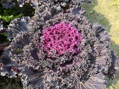 -中国天府农业博览园