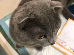 -佳怡动物医院·平价24小时·猫专科骨外科