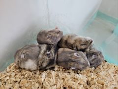 -怪兽屋·羊驼·猫咖·狗咖(俊华广场店)