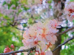 -上海滨江森林公园