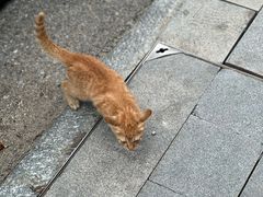 -黄牛肉馆·皖南土菜