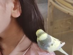 -深圳鸟咖鹦花岛