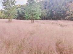 -昆山城市生态森林公园