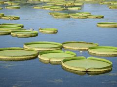 -荷塘月色湿地公园·向阳花洲