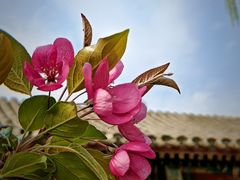-海棠花溪(元大都城垣遗址公园)