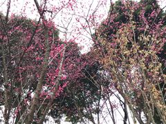 -三圣花乡旅游区