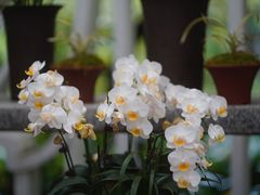 -广州兰圃