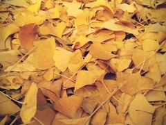 -四川大学(华西校区)