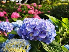 -上海共青森林公园