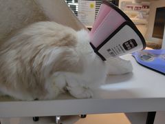 -御宝贝·A梦猫科宠物医院(国际猫友好医院)