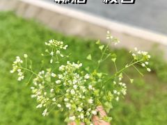 -南京外国语学校(仙林分校西区)