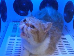 -袖虎·猫馆(体育西路店)