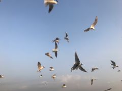 -宝安西湾红树林湿地公园