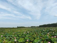 -呼兰河口湿地公园